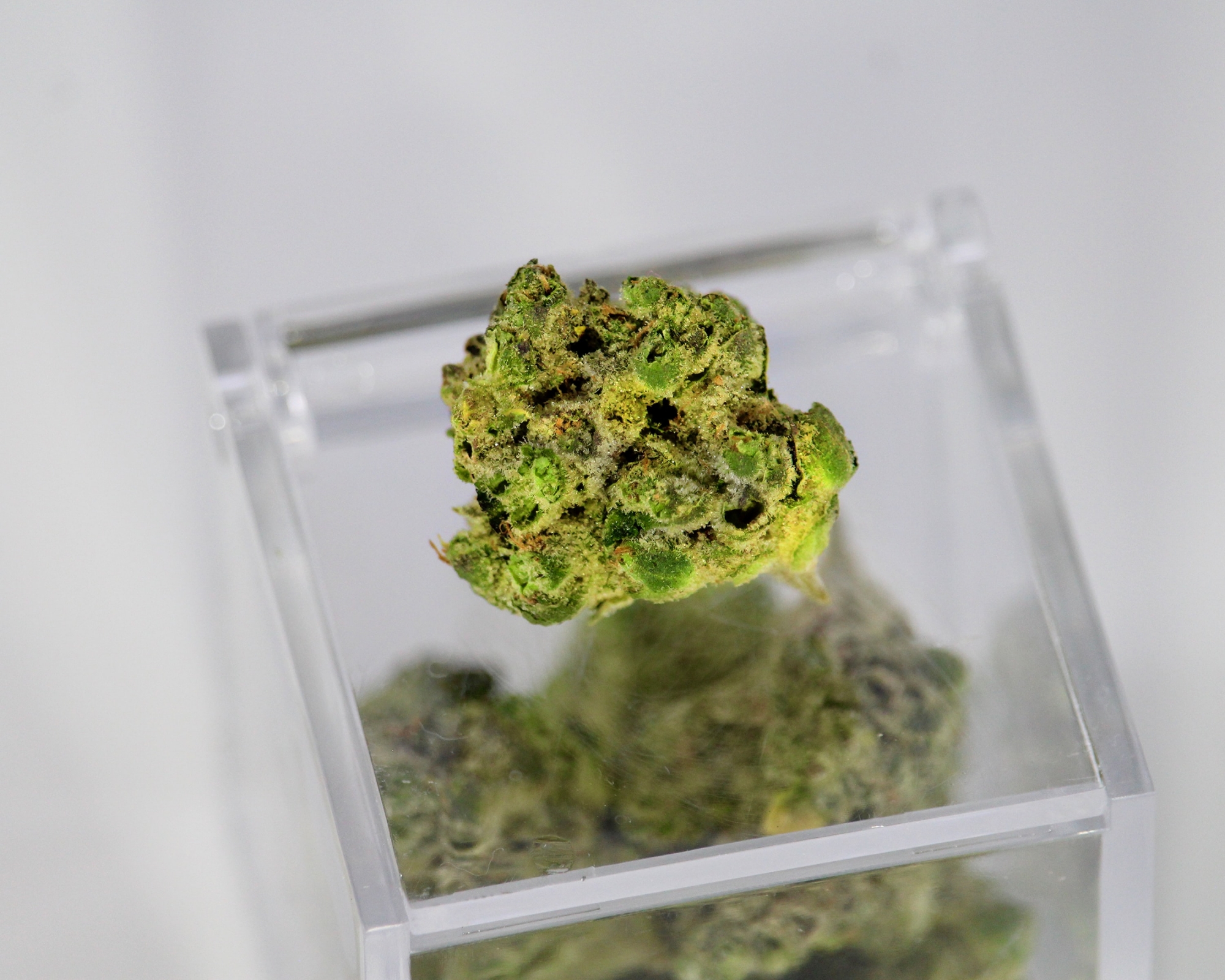 cannabis buds on display