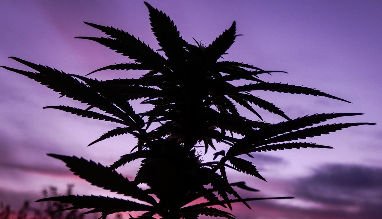 cannabis in purple sky