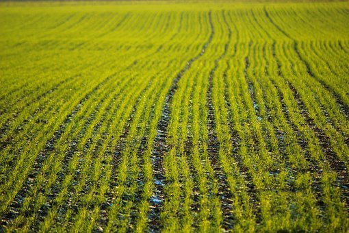 farm field